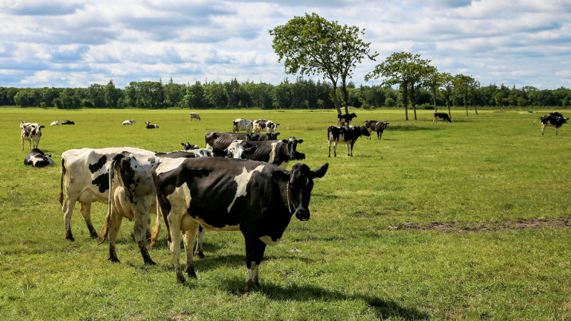 Seasonal Recruitment Strategies for Farms in Ireland: Managing Labor Fluctuations Effectively